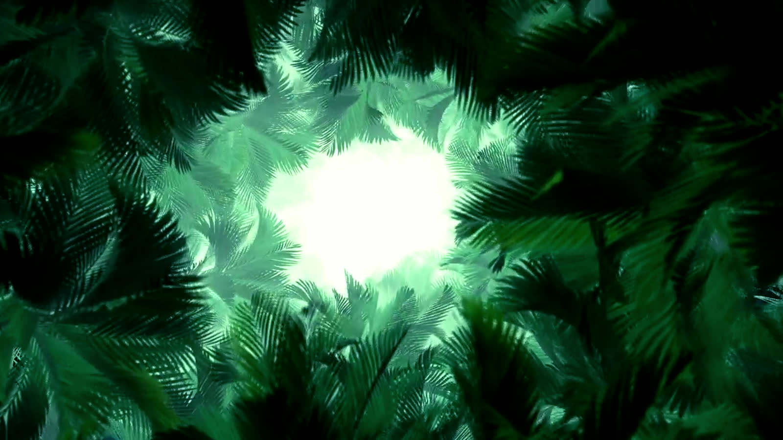 Light breaking through the grove canopy